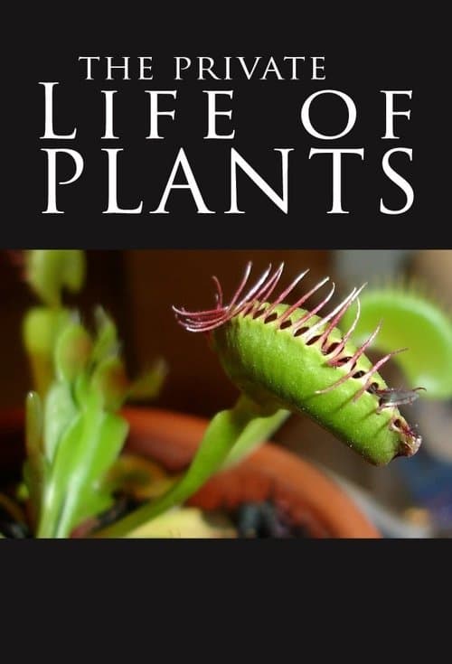 A Vida Secreta das Plantas