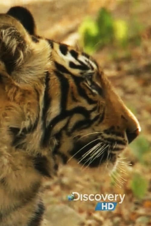 Discovery :A Bengal Tiger's Motherly Love